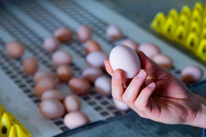 White egg is holded in hand